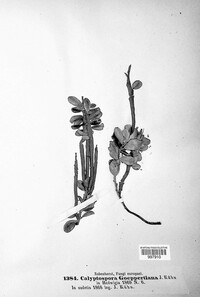 Calyptospora columnaris image